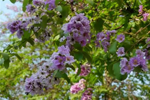 Cortar lilas del sur: cómo favorecer la floración