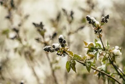 Did your lilac freeze in winter? Here's how you can save him