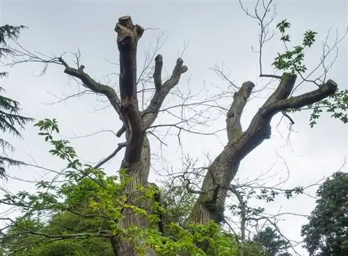 chestnut cutting