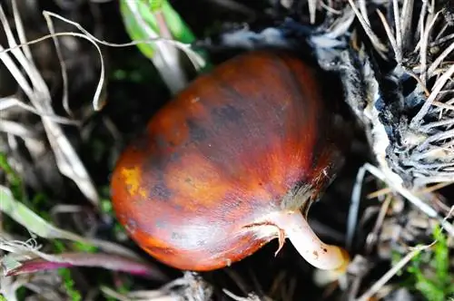 আপনার নিজের চেস্টনাট বাড়ান