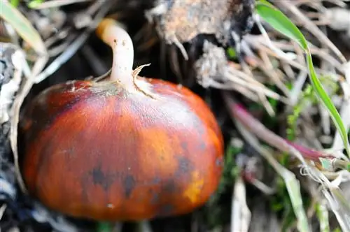 kueneza chestnuts