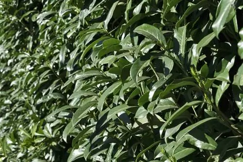 Cherry Laurel Hedge: Эмне үчүн бул купуялуулук үчүн идеалдуу