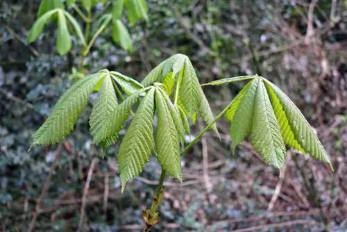 ঘোড়া চেস্টনাট অবস্থান