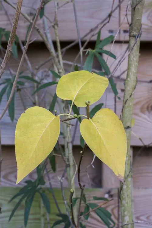 Les lilas ont des feuilles jaunes ? Causes et remèdes