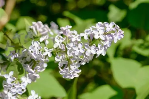 kivuli cha sehemu ya lilac