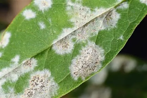 lilac mildew