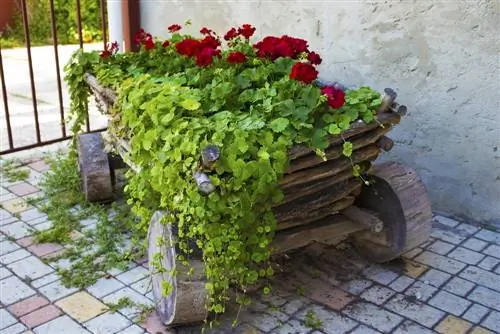 Flower cart in the garden: How do I plant it optimally?