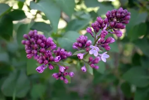 Amantes de las lilas, cuidado: la elección del lugar es crucial