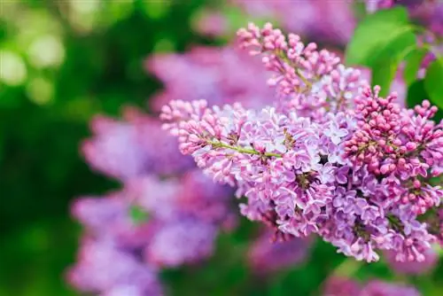 Syrenvård: Tips för en frisk, blommande buske