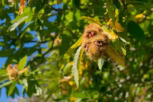 chestnut species