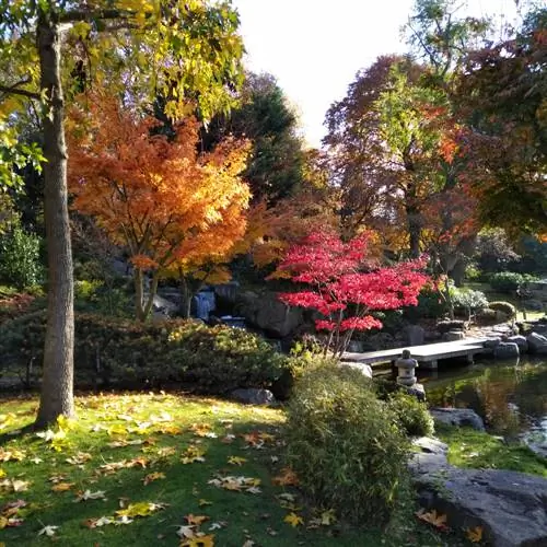 giardino di aceri