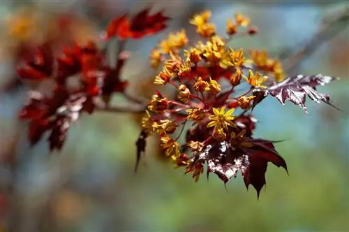 L'érable au printemps : découvrez la beauté épanouie