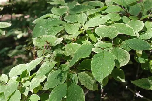 Lilac: Mga karaniwang fungal disease at paggamot nito