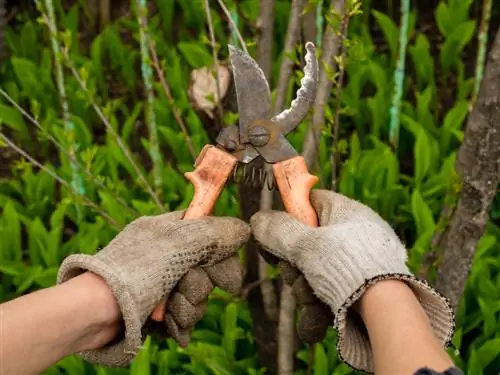 Poda de castanhas-da-índia: quando e como para um crescimento ideal?