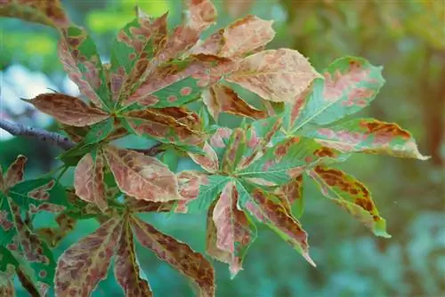 Castagno: Comprendere e agire sulle macchie marroni sulle foglie