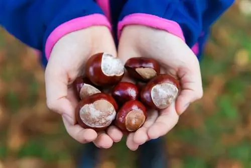 የ chestnut መከር ጊዜ