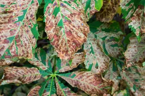 Horse chestnut leaf miner: symptoms, damage and control