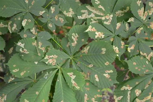 chestnut disease