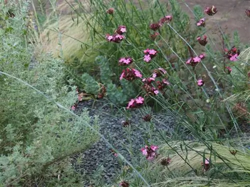 llit de grava amb herbes