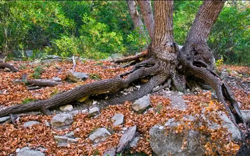 tierra de arce