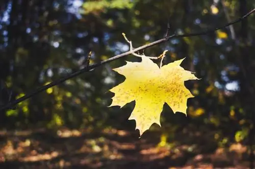 daun maple-kuning