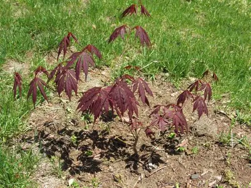 maple plants