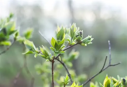 Lila in die lente: Hoe om behoorlik vir jou struik te sorg