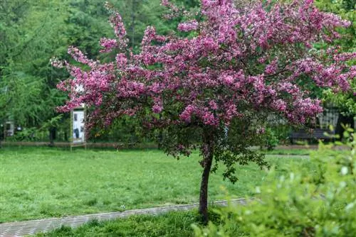 Lila standaard: Elegant alternatief voor de tuin