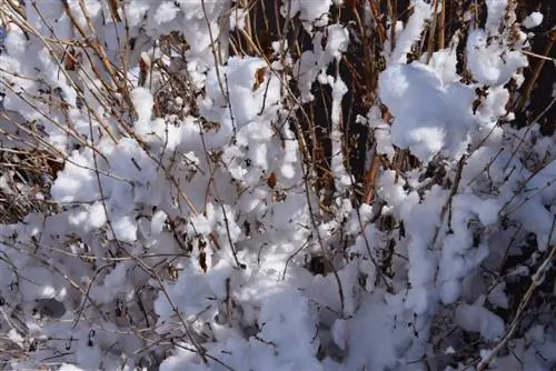 Lilac nyob rau lub caij ntuj no: Tswv yim rau lub caij ntuj no