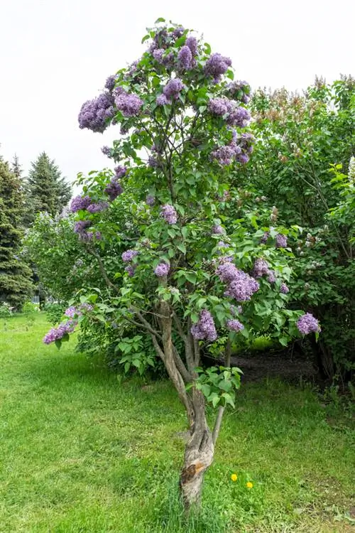 Cutting lilac standard stem: instructions for lush flowers