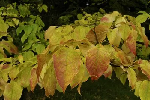 lilac-in-autumn