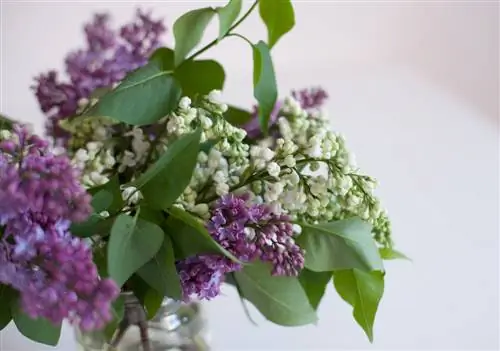 অ্যাপার্টমেন্টে lilacs