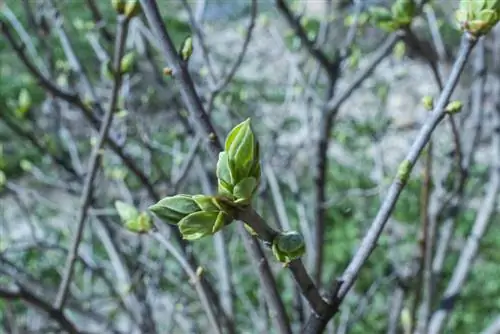 Boccioli di lillà: come favorire la formazione dei fiori in giardino