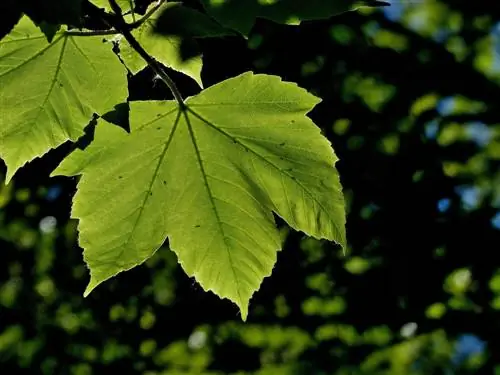 Vaahtera myrkyllinen lapsille ja lemmikkieläimille? Yleiskatsaus