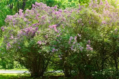 Lilac sonder hardlopers: Is dit moontlik en hoe om dit te bereik?