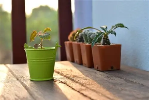 Suksesvol esdoorn voortplant met steggies: Dit is hoe dit werk