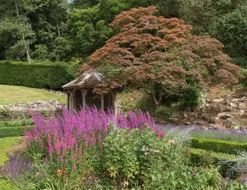 Acero per il giardino anteriore: una panoramica di bellissime varietà