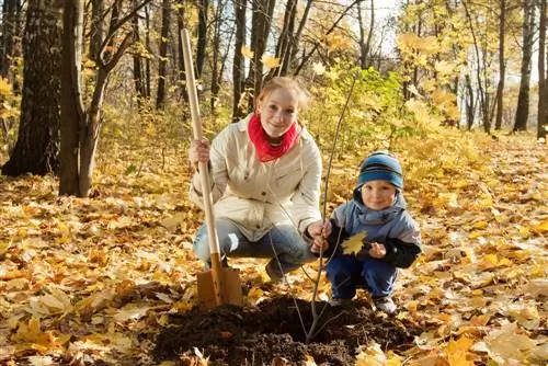 transplanting maple