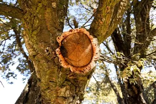 Pruning chestnuts: when, how and why it is important