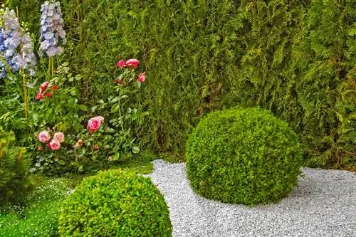 Roses in the gravel bed: This is how the queen of flowers succeeds