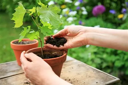 maple repotting