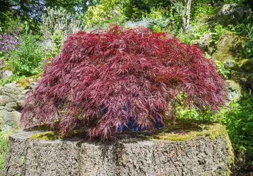 Esdoorn met rooi bas: Japannese esdoorn Sangokaku in fokus