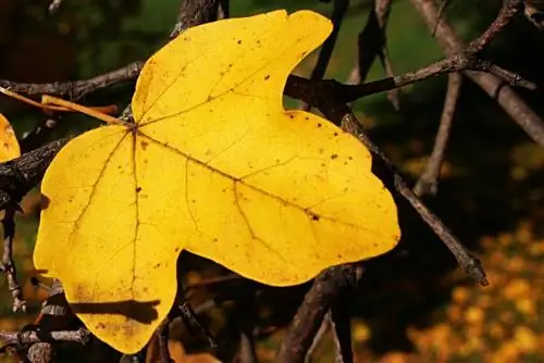 Membezakan pokok maple dengan selamat: Panduan untuk orang awam