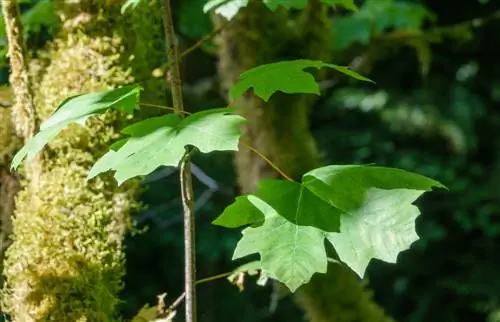 Maple tree: Pigilan at gamutin nang maaga ang pagkawala ng dahon