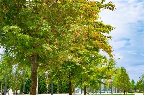 maple growth per year maple growth per year