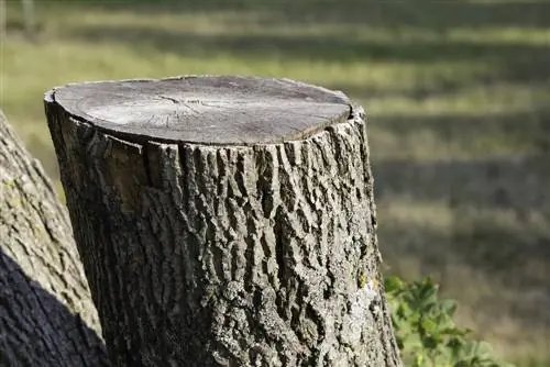 Esdoorn vernietigen: zachte en effectieve methoden