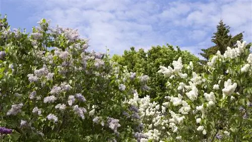 Lilas en el jardín: ¿Qué tamaño alcanzan los diferentes tipos?