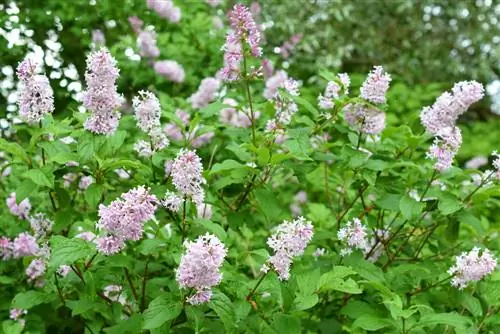 Lilac di taman: profil, jenis dan instruksi perawatan