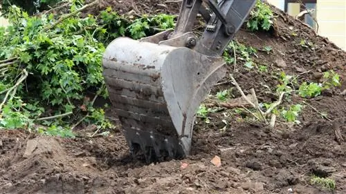 Akçaağaç köklerinin çıkarılması: etkili yöntemler ve ipuçları