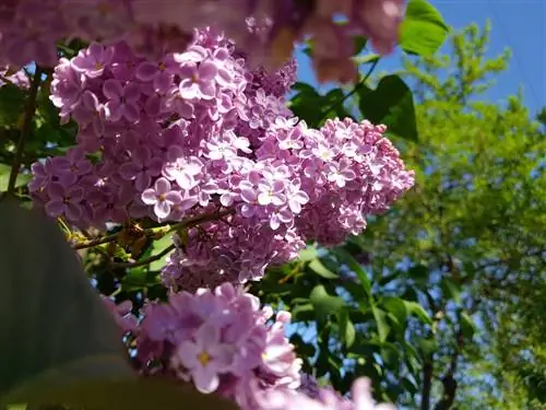 Lila Plats: Var ska man plantera för maximal blomning?